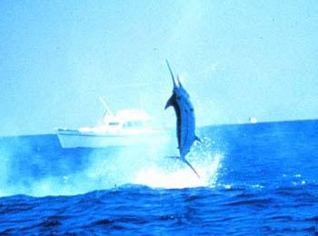 Blue marlin breaking the water's surface. Photo courtesy NOAA