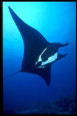 Manta displaying distinctive color patterns. Image © Donald Tipton