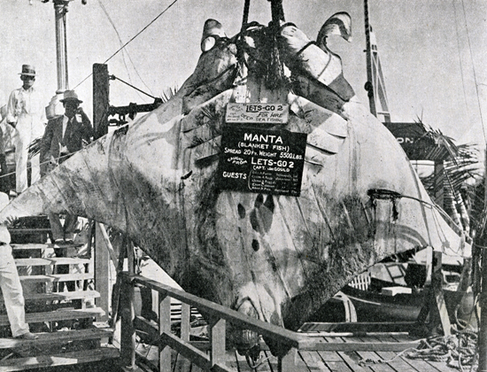 Historical manta catch: weight 5,500 pounds, disc width 19 feet 8 inches. Image courtesy Jay Gould