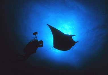 Underwater photographer with a manta. Image courtesy NOAA