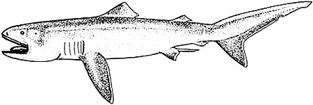 Megamouth shark. Image courtesy Compagno (1990) NOAA Tech. Rep. NMFS 90