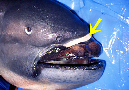 Megamouth displaying distinctive white band on anterior surface of snout. Photo © José I. Castro