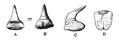 Megamouth tooth in A, lingual; B lingual; C lateral; and D, basal views. Image courtesy Compagno (1990) NOAA Tech. Rep. NMFS 90