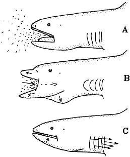 Megamouth eating. Images courtesy Compagno (1990) NOAA Tech. Rep. NMFS 90