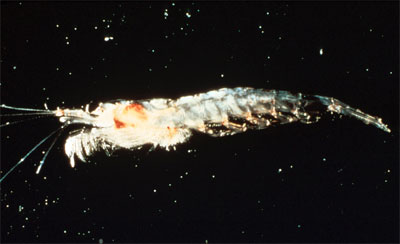 The megamouth feeds on large quantities of krill. Photo courtesy NOAA