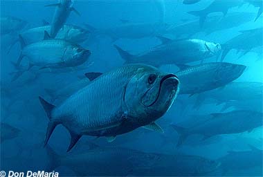 Tarpon. Photo © Don DeMaria