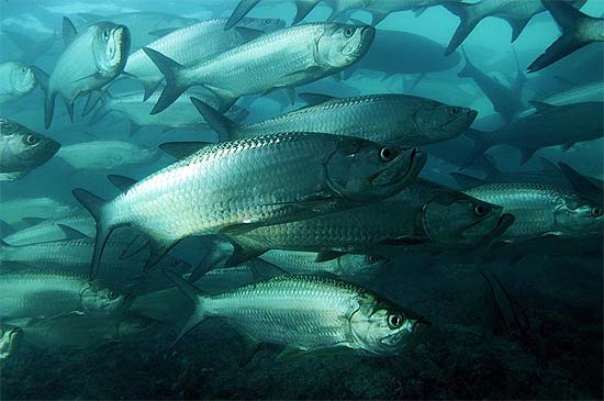 Tarpon. Photo © Don DeMaria