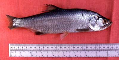 Juvenile tarpon. Photo © George Burgess