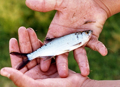 Juvenile tarpon. Photo © Kenneth Krysko