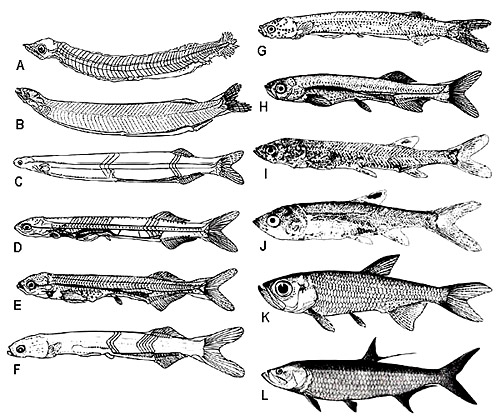 A) Stage I larva, leptocephalus, 9.4 mm SL. B) Stage I larva, leptocephalus, 17.5 mm SL. C) Stage I larva, leptocephalus, 23.0 mm SL. Head shape changing, body thick. D) Stage II larva, 14.0 mm SL. E) Stage II larva, 13.0 mm SL. F) Stage III larva, 13.8 mm SL. Dorsal and anal continue to move anteriorly; gas bladder extends forward. G) Stage III larva, 15.9 mm SL. Pigmentation increased over body, particularly between myomeres; dark band over gas bladder. H) Stage III larva, 16.9 mm SL. I) Stage III larva, 23.0 mm TL, 19.6 mm SL. Spots developing on dorsal and anal. J) Juvenile, 31.5 mm TL, 25.5 mm SL. Spot on doral fin distinct; body pigmentation more profuse. K) Juvenile, 41.0 mm SL. L) Adult, ca. 386 mm TL.