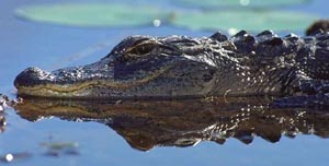 Alligator. Photo courtesy South Florida Water Management District