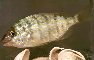 Pinfish. Photo courtesy South Florida Water Management District