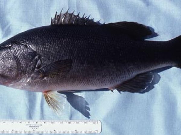 Florida largemouth bass. Photo © George Burgess