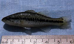 Juvenile largemouth bass. Photo © George Burgess