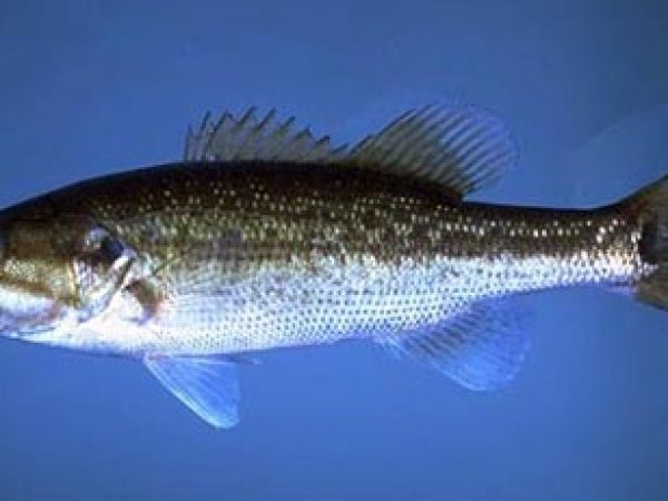 Spotted bass. Photo © Noel Burkhead