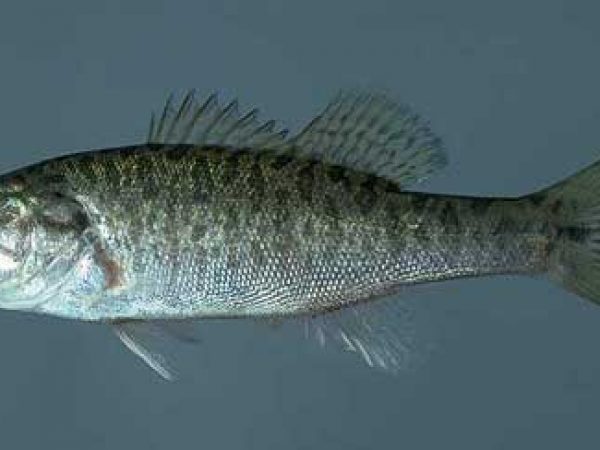 Smallmouth bass. Photo © Noel Burkhead