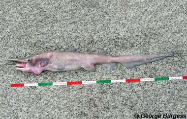 Goblin shark. Photo © George Burgess