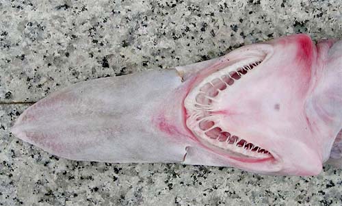 Underside of goblin shark head. Photo © George Burgess