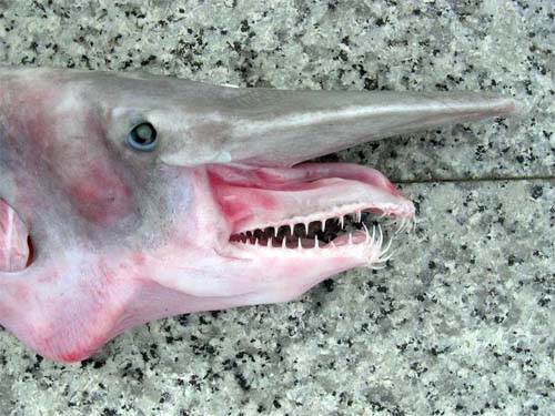 Goblin shark jaw. Photo © George Burgess