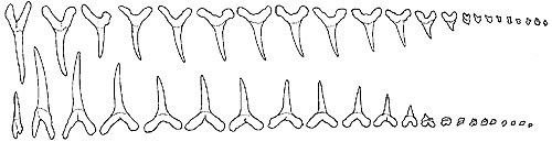 Upper and lower teeth from left side. Photo courtesy FAO