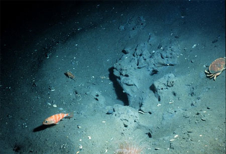 Goblin sharks feed on a variety of prey including the blackbelly rosefish (Helicolenus dactylopterus) and various crabs. Photo courtesy NOAA