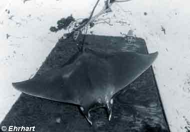 Atlantic Devil Ray, Image © Ehrhart