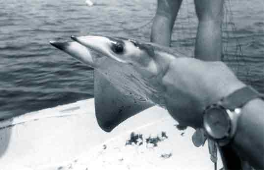 Atlantic Devil Ray, Image © Ehrhart