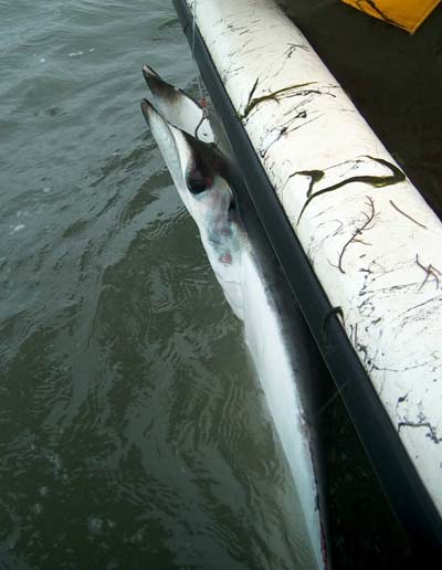 Atlantic devil rays are considered harmless to humans, Image © Cristina Conrath