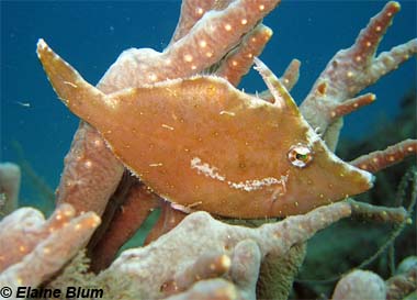 Fringed filefish. Image © Elaine Blum