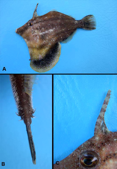 Fringed filefish: A - Body, B- caudal peduncle spines, C- spine crowning the head. Image © George Burgess