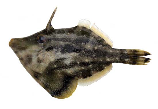 Fringed filefish. Image © Cheryl Sweeting