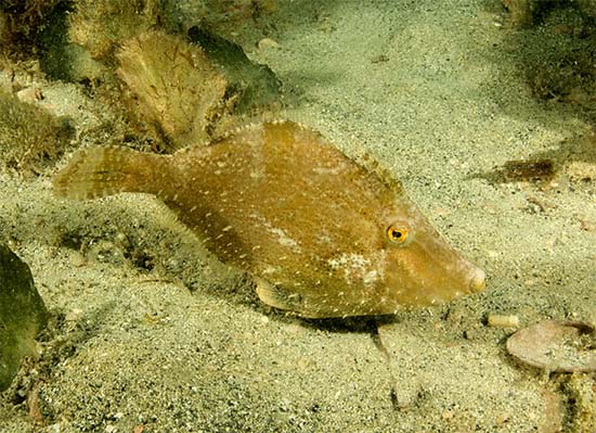 Fringed filefish feed on marine plants and algae along with small invertebrates. Image © David Snyder