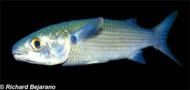 Striped Mullet. Image © Richard Bejarano