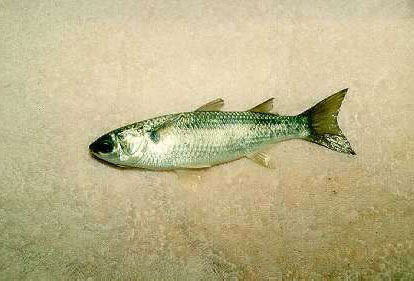 Striped mullet. Image courtesy NOAA