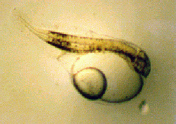 Newly hatched mullet larva. Image courtesy NOAA