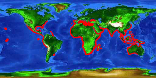 World distribution map for the striped mullet