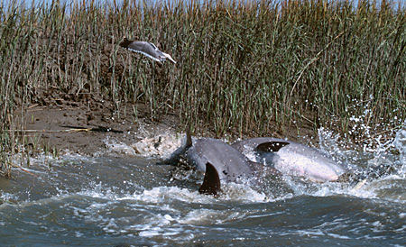 Mullet leap out of the water to avoid predation by bottlenose dolphins. Image © Doug Perrine