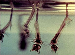 Mosquito larvae. Image courtesy Center for Disease Control