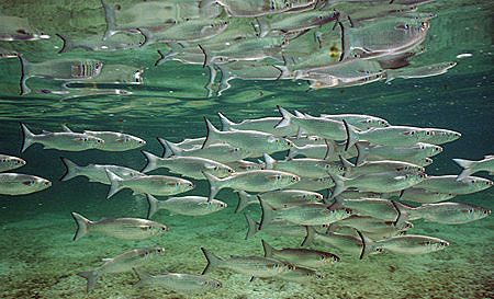 Striped mullet are often confused with white mullet. Image © Doug Perrine