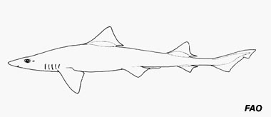 Grey Smooth-hound. Illustration courtesy FAO