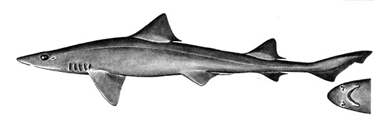 Grey smooth-hound. Illustration courtesy Field Guide to Eastern Pacific and Hawaiian Sharks, U.S. Fish and Wildlife Service 1967