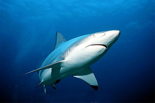 Large sharks including the blacktip shark (Carcharhinus limbatus) are potential predators of the grey smooth-hound. Photo © Doug Perrine