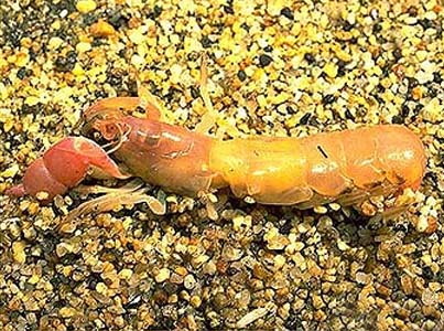 Ghost shrimp are among the prey items of the grey smooth-hound. Photo courtesy NOAA