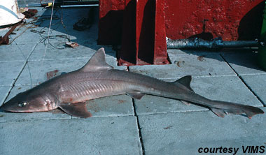 Smooth Dogfish. Photo courtesy VIMS