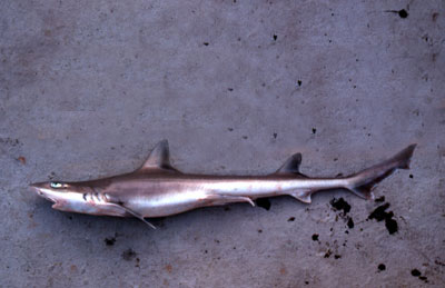 Smooth dogfish with gray coloration along the body and a white underside. Photo © George Burgess