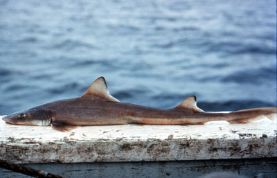 Smooth dogfish showing juvenile coloration. Photo © George Burgess