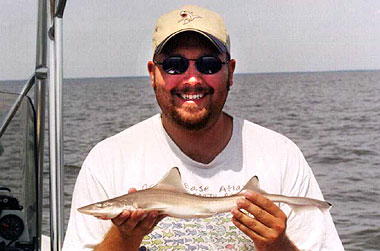 Young of year (YOY) smooth dogfish. Photo © Wes Pratt