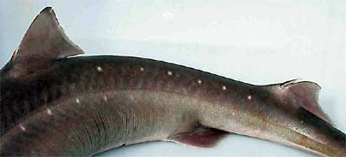 Spiny dogfish have spines in front of each dorsal fin as shown above. Photo courtesy NOAA