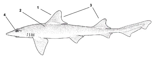 Smooth dogfish (Mustelus canis). Illustration courtesy FAO, Species Identification and Biodata