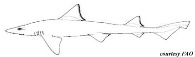 Brown Smooth-hound. Illustration courtesy FAO